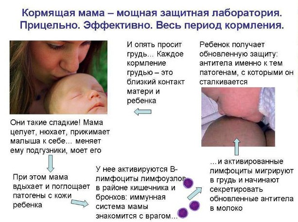Кормящая мама - мощная защитная лаборатория для грудничка