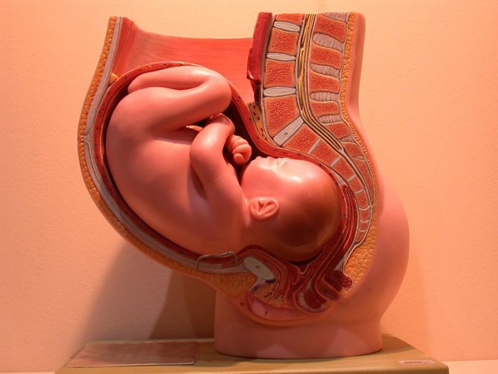 800px-PregnancyAnatomicalModel