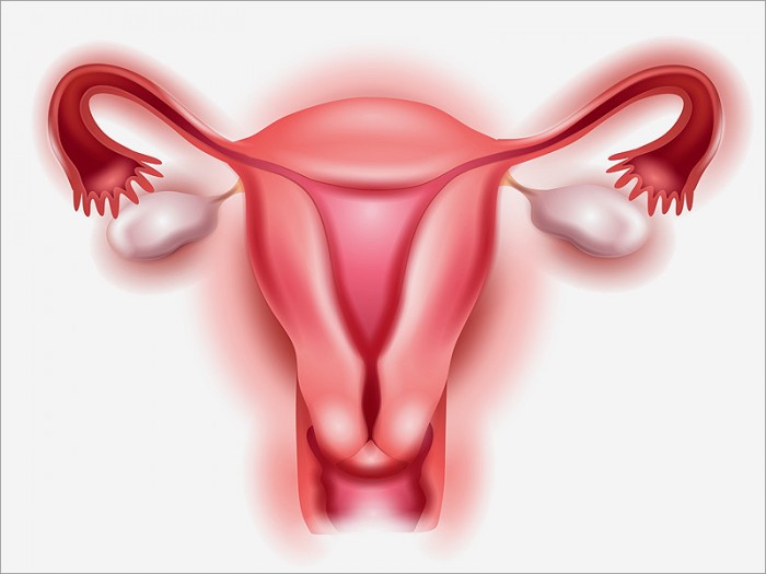 dt_140722_ovaries_uterus_cervix_800x600