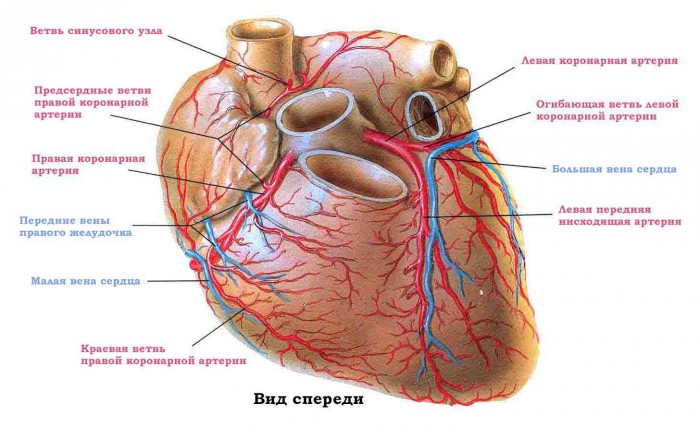 Коронарные артерии сердца