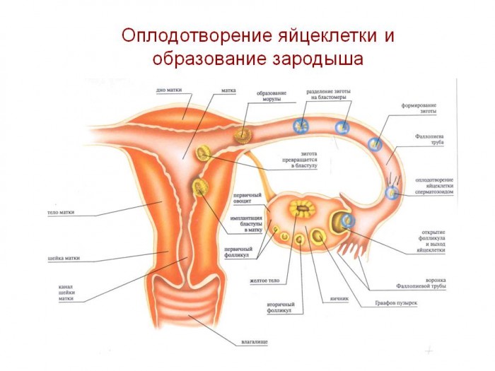 цикл с оплодотворением