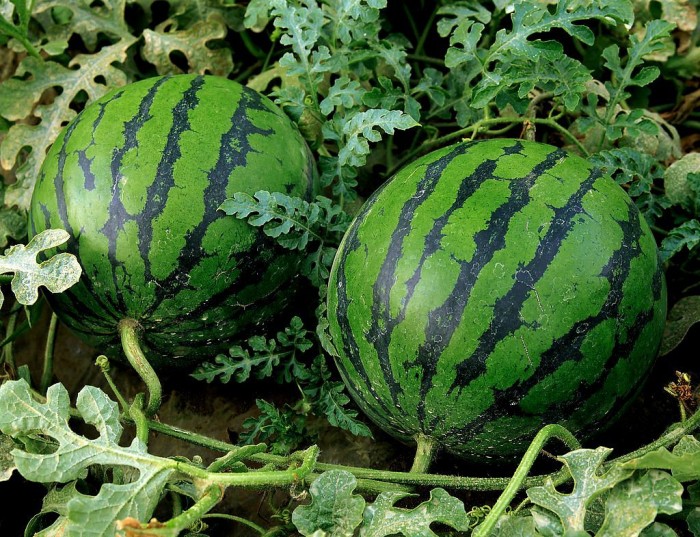 good_watermelon_06