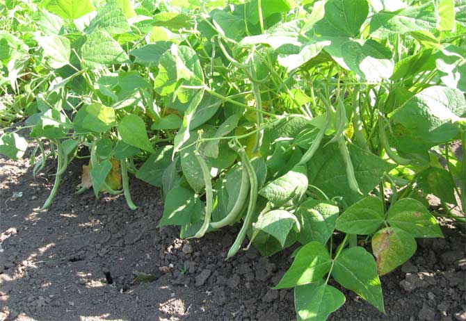 green-beans-2