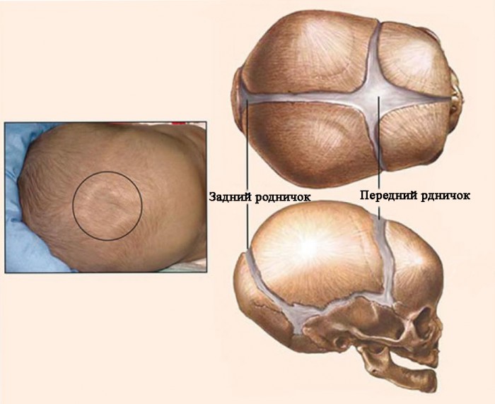 Где находится родничок у детей?