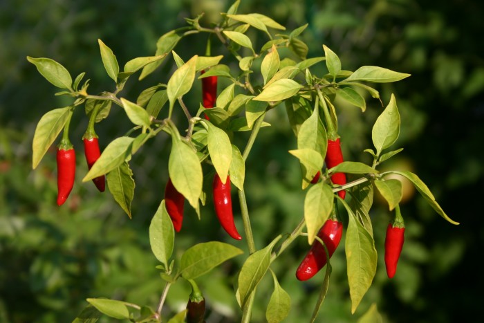 Thai_peppers (1)
