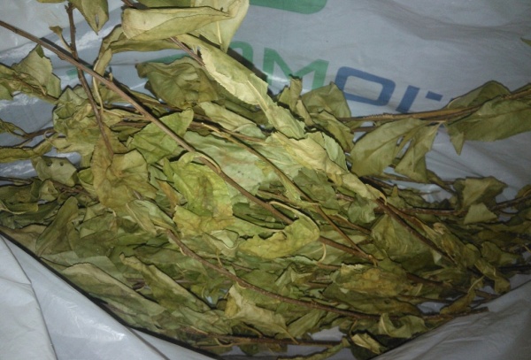 De folhas de cereja seca, é obtido um chá delicioso.