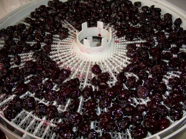 Secador elétrico - Uma unidade de cozinha para secar cerejas, outras frutas e frutas.
