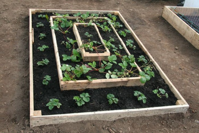plot-17b-strawberry-bed-27-april-2008
