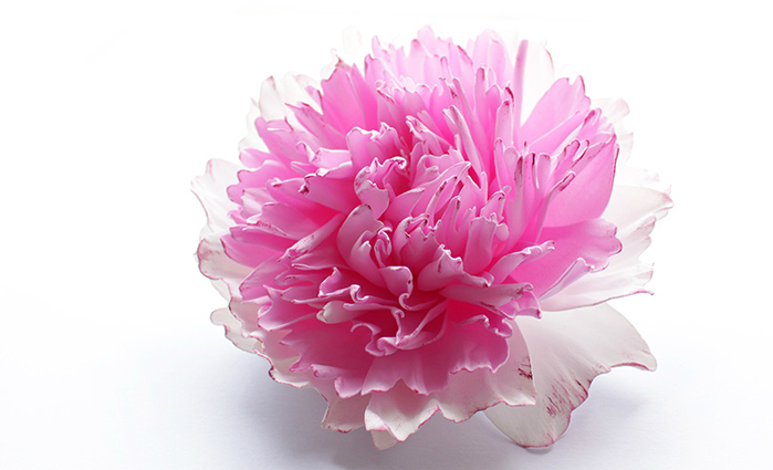 Peony a foamyran