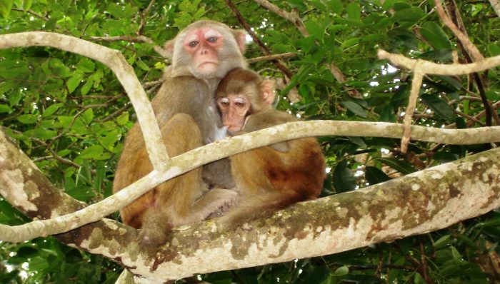 Остров обезьян, Хайнань, Китай