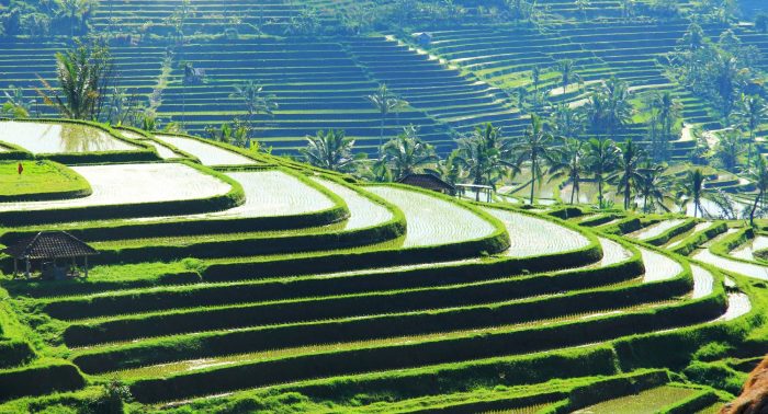 Рисовые поля на Бали, Индонезия
