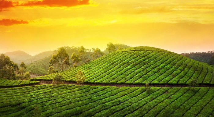 Чайные долины в Керале, Индия