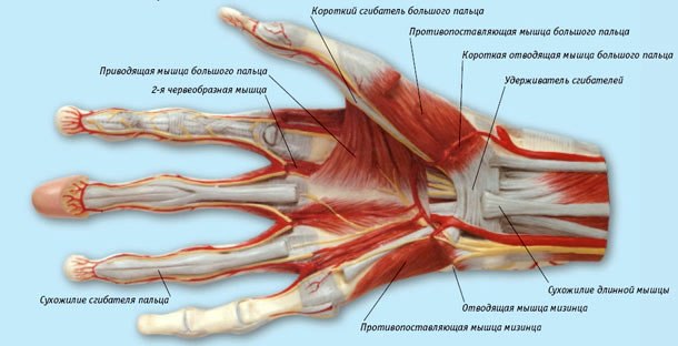 Анатомия кисти и пальцев руки.