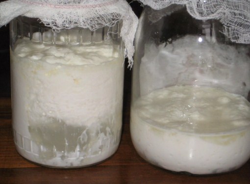 Выращивание молочного гриба