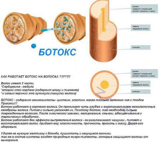 Механизм воздействия ботокса на волосяную структуру.