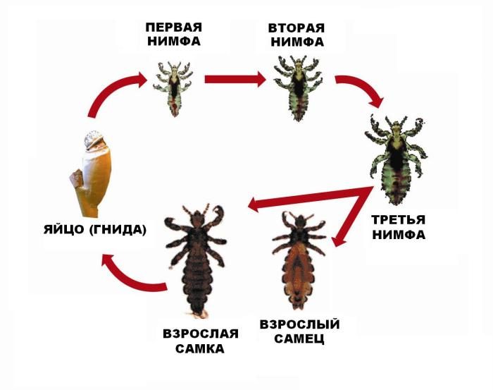 Az életciklus tetvek.