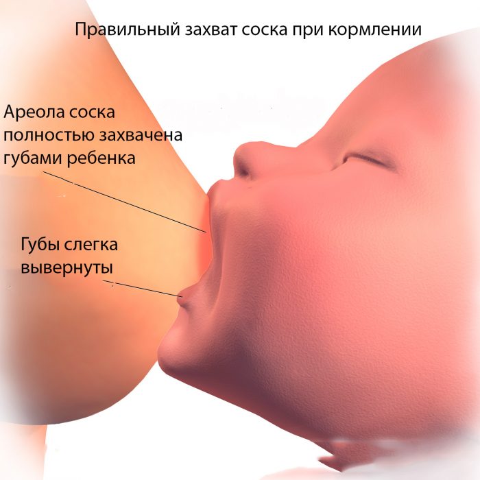 Кормите ребенка правильно