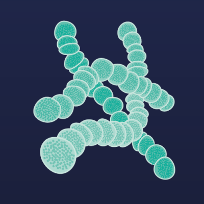 Tonzillitning qo'zg'atuvchisi: Beta gemolitik streptococcus.