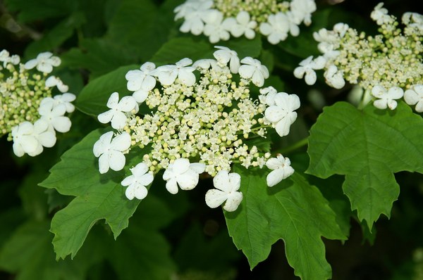 Viburnum virágok.