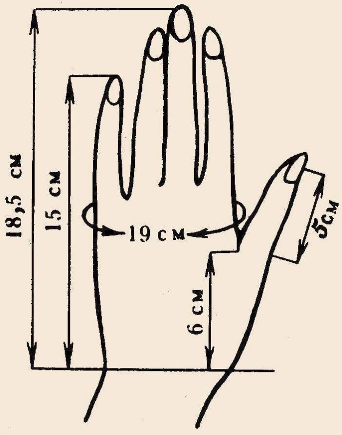 параметры ладони для определения размера перчаток