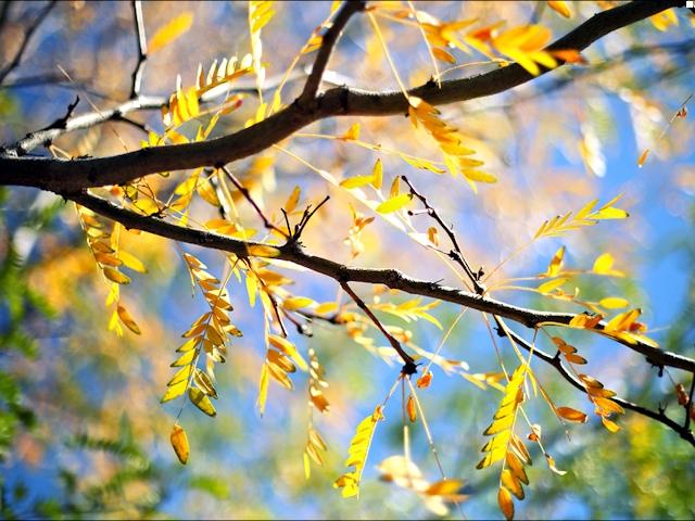 Kert és Lunar Naptár Gardener és Garden of Belarus novemberben