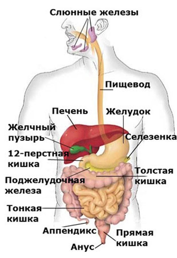 Внутренние органы человека: схема расположения, фото строения с надписями