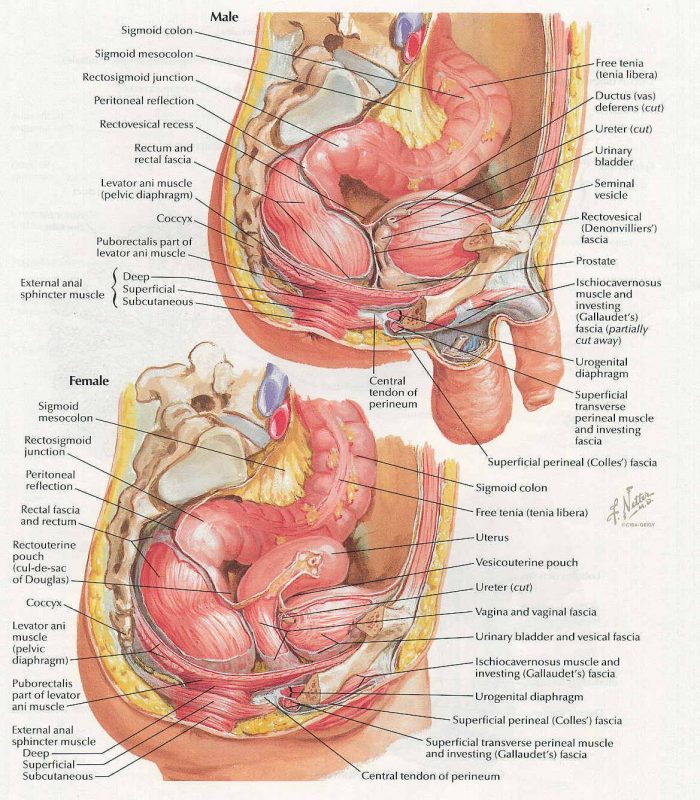 Внутренние органы человека: схема расположения, фото строения с надписями