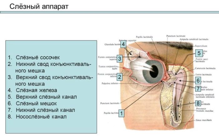 Анатомия слезного аппарата человека.