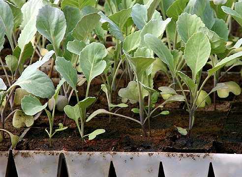 Core cabbage seedlings