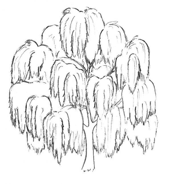 "Распушиваем" дерево