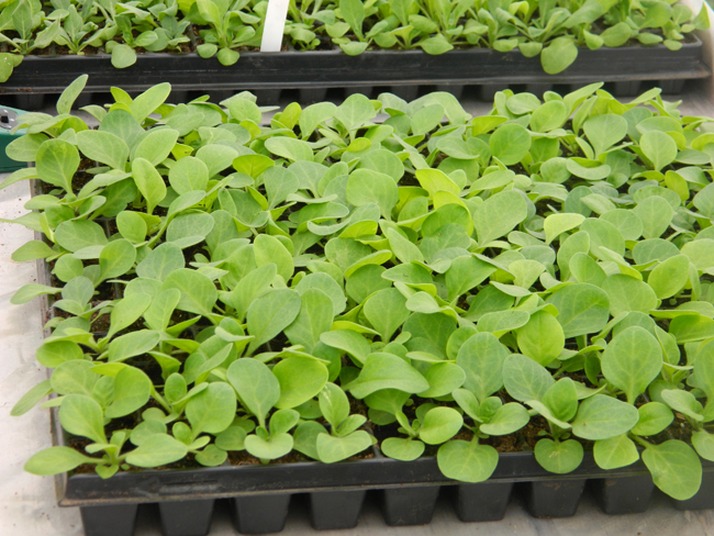 Закаляйте рассаду