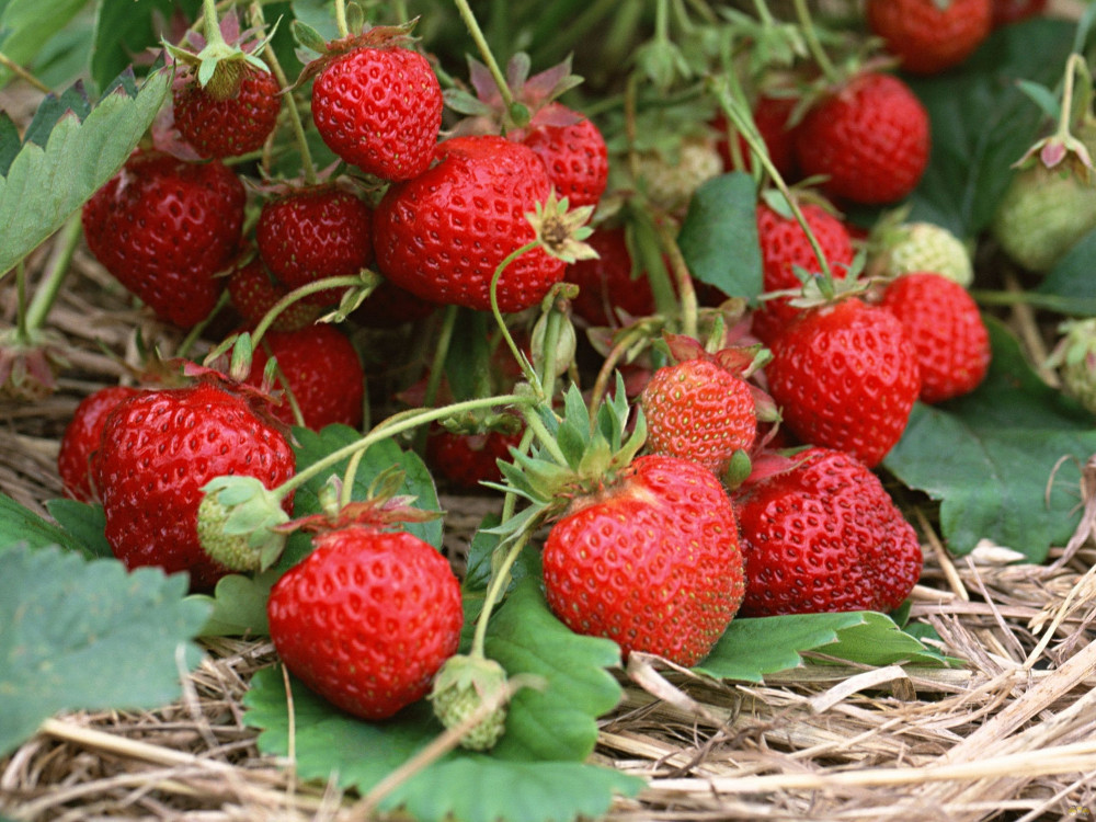 How to fertilize strawberries in the spring?