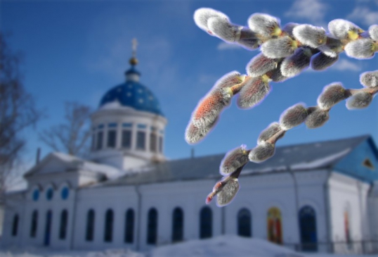 Проросшую вербу лучше высадить в лесу или у реки