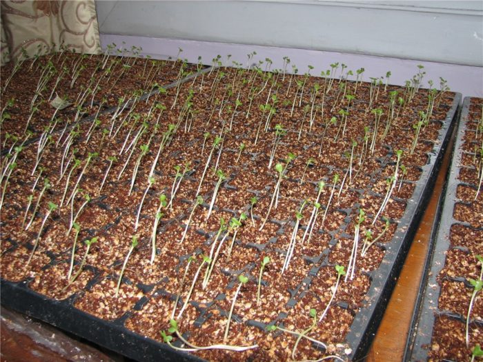 What to do with a stretching seedlings of cabbage?