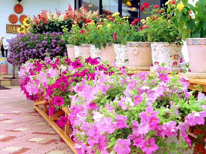 Удобряйте цветы регулярно