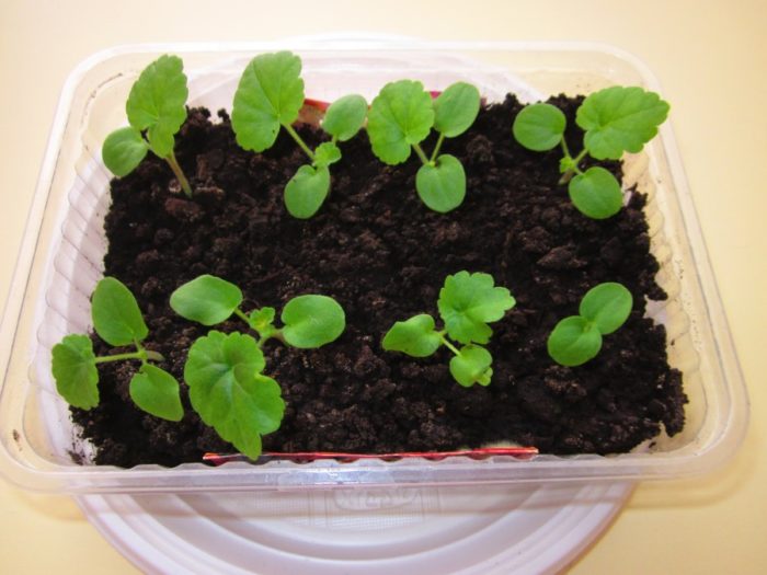 Пикированное растение