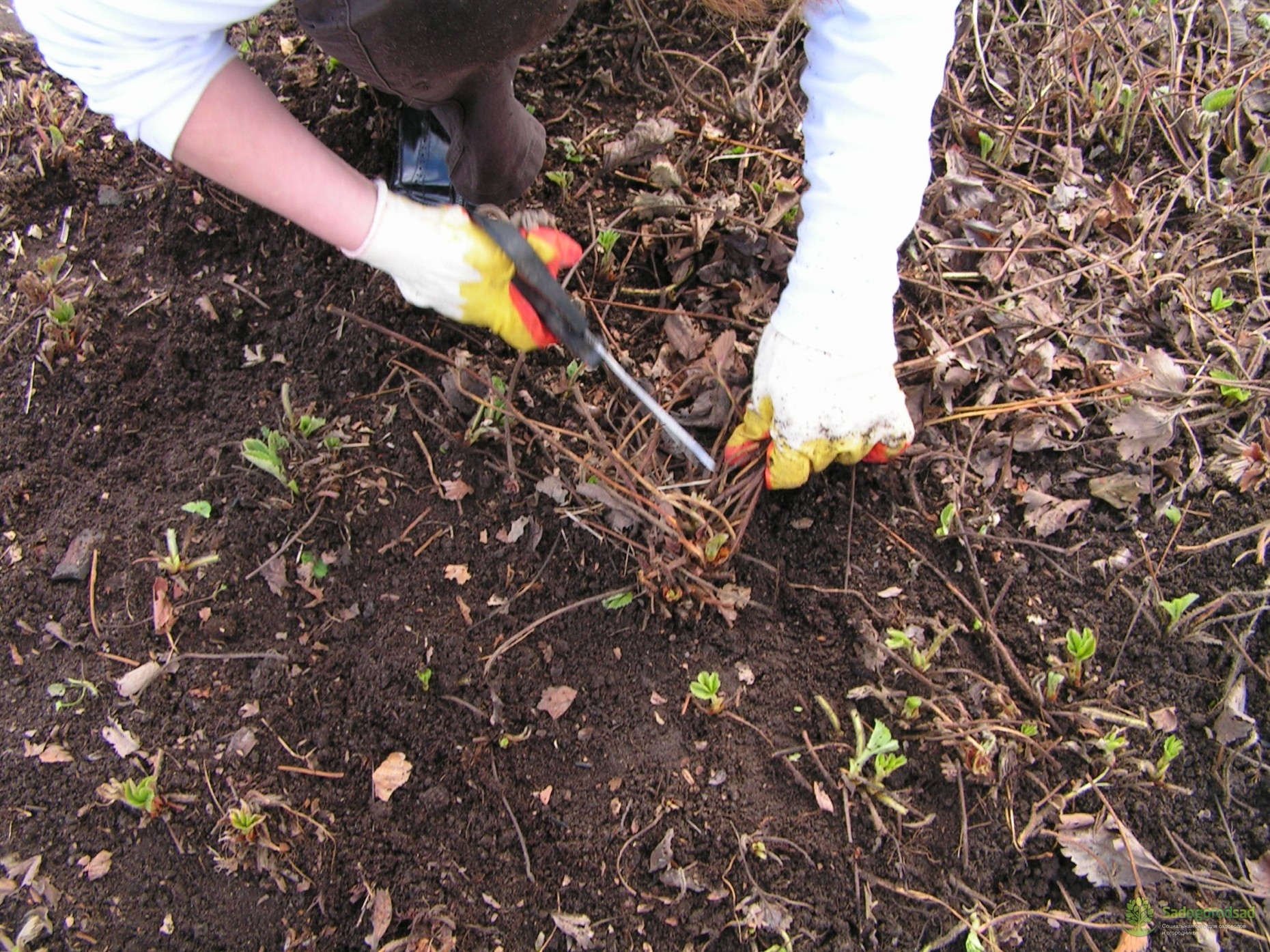 Cutting strawberries in the spring