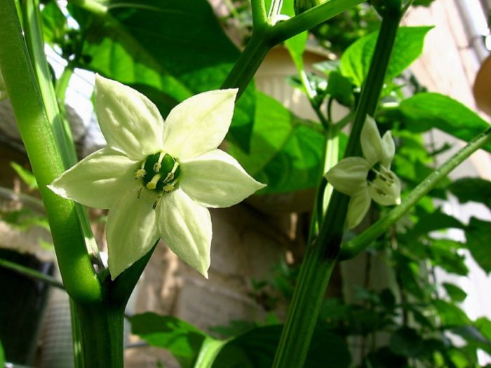What to do if the seedlings of sweet pepper bloomed?