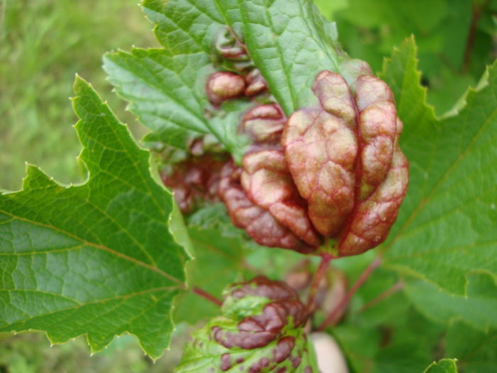 Redness of currant leaves