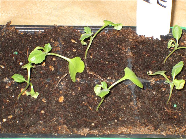 What to do if the seedlings of cabbage are twisted?