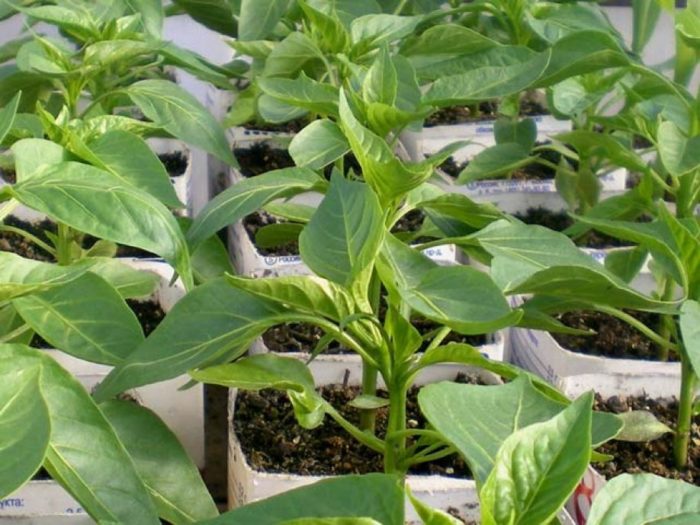 Preparation of peppers seedlings for landing in a greenhouse