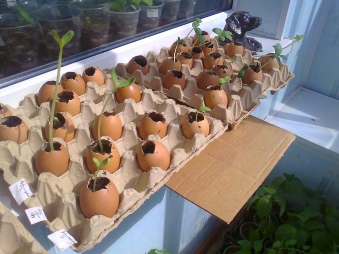 Огурцы в яичной скорлупе