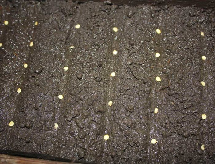 When and how should sow pepper seeds for seedlings?