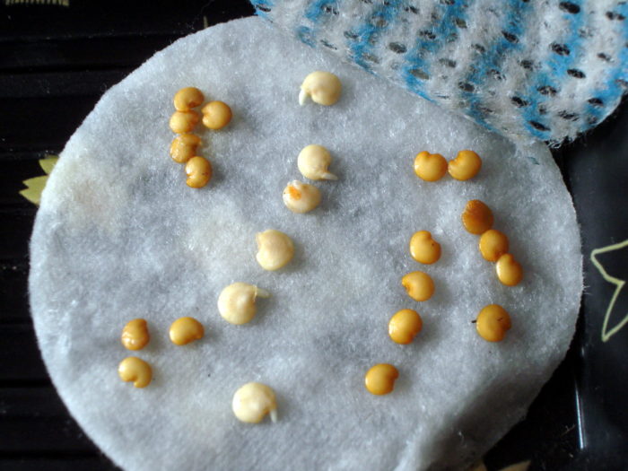 Soaking pepper seeds before planting for seedlings