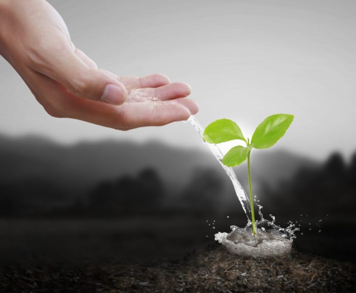 Удобрение рассады