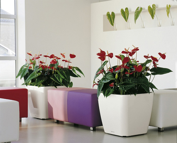 Vörös anthurium