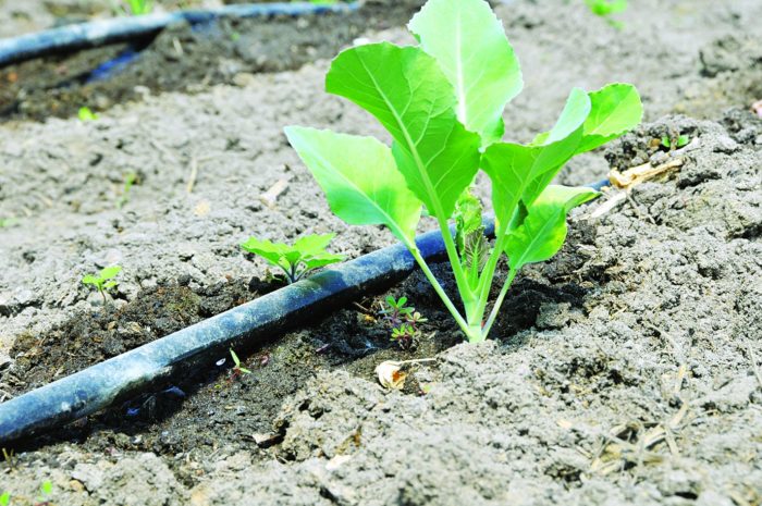 Cabbage after landing