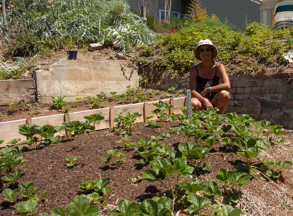 How to transplant strawberries in the spring