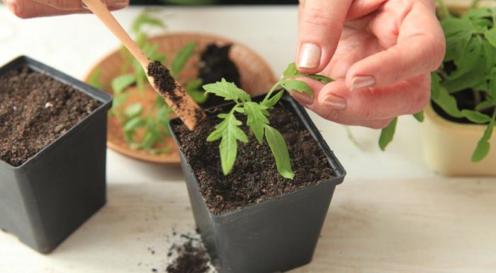 Tomato seedling in a jar
