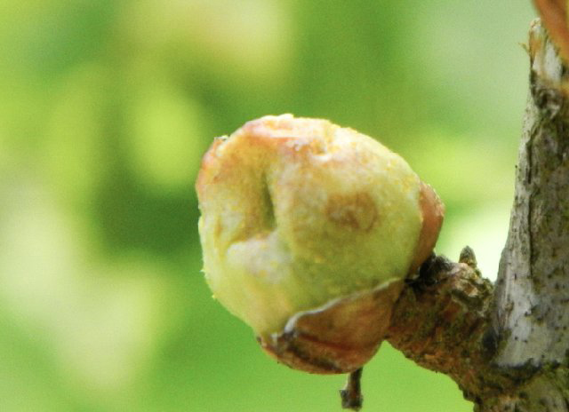 The kidneys are affected by ticks